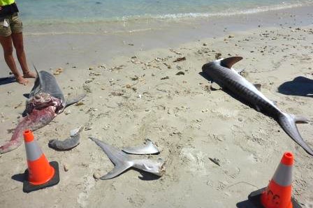 The remains of large mutilated tiger sharks lie scattered on a beach with two orange cones and a person standing nearby\.
