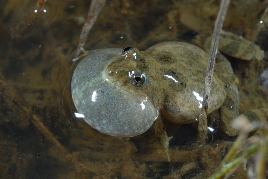 Sloane's Froglet sits in a shallow waterway.