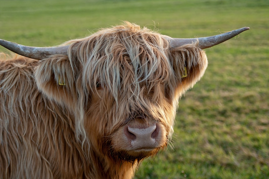 Highland cow