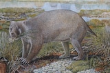 Life reconstruction of the giant wombat relative Mukupirna nambensis