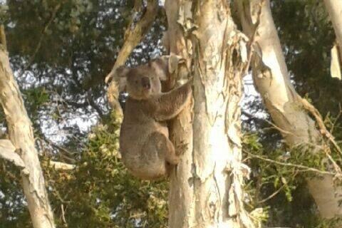 A koala holding on to a tree