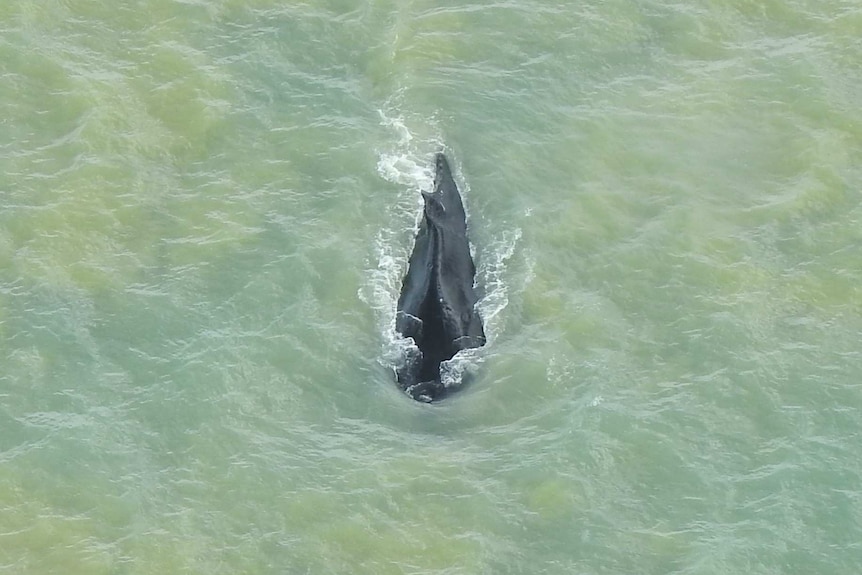 An aerial shot of a whale in the sea.
