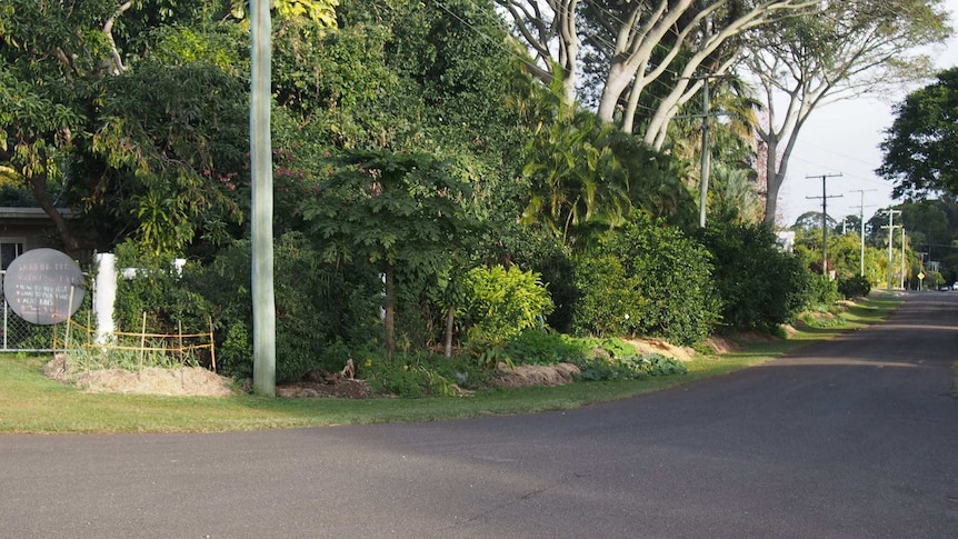 Fruit trees on Clitheroe Avenue in Buderim