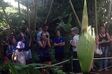 Corpse Flower in Adelaide