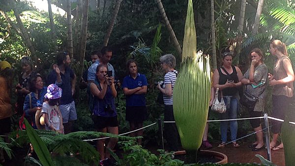 Corpse Flower in Adelaide