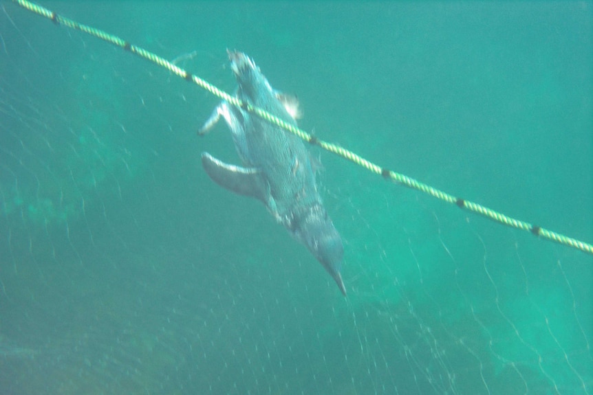 A penguin caught in a gill net.