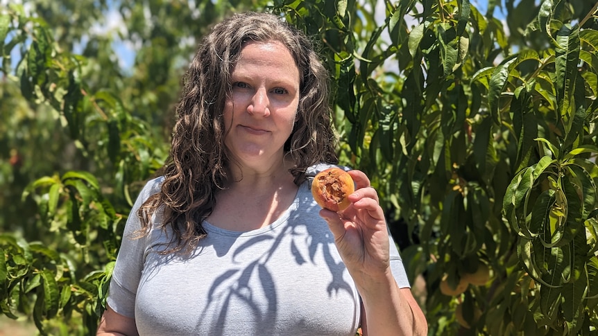 A white woman with curly grey hair in a grey t-shirt holds a bitten nectarine from her fruit tree.