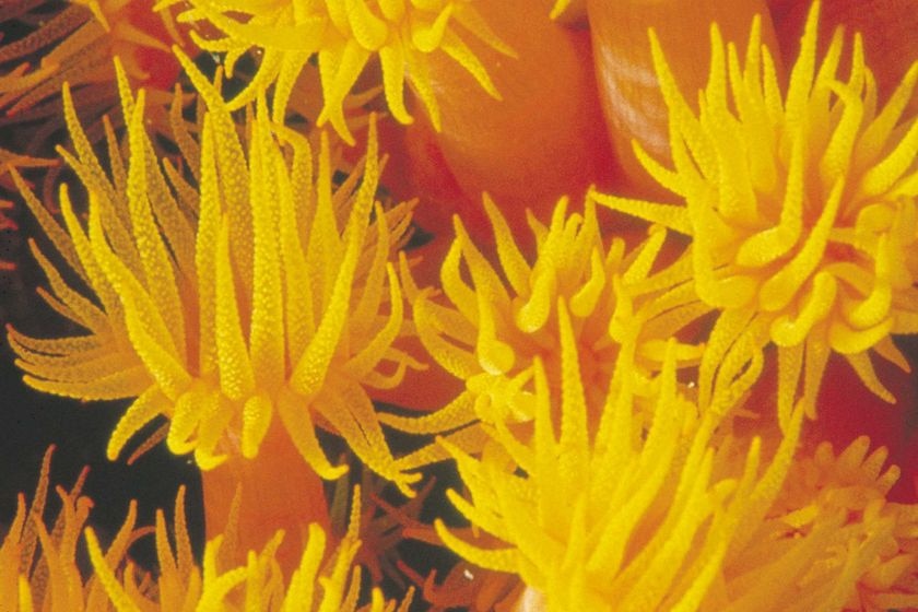 Coral on Ningaloo Reef