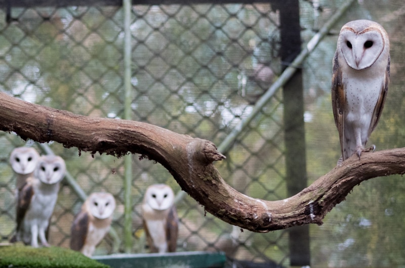Five of the six owls ready for release.