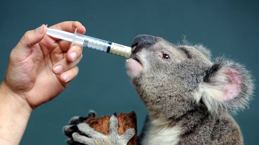 Nelson Bay vet, Doctor Don Hudson recognised for his work in treating Port Stephens koalas.