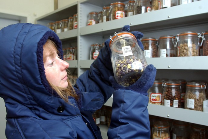 A scientist holds a jar of seeds in the Millennium Seed Bank storage vault.