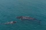 A southern right whale and calf off the coast of Western Australia