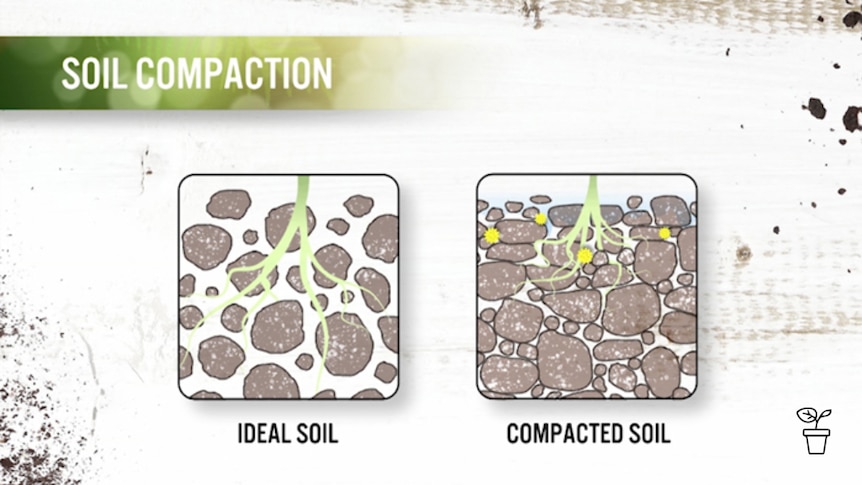 Drawing comparing ideal soil with compacted soil