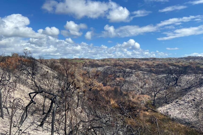 Charred trees cover Fraser Island's sandy landscape after bushfires burned about 80,000 hectares.