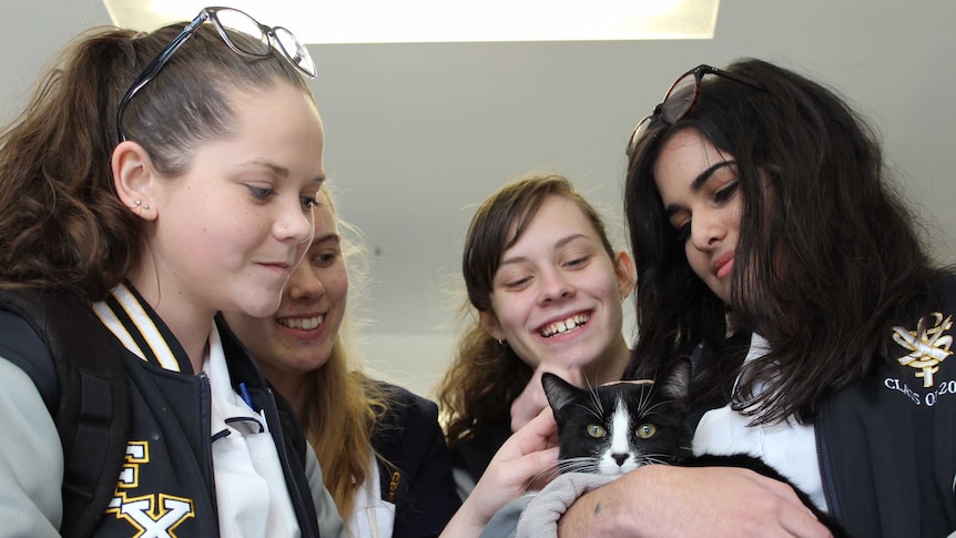 Students with cat during kitten therapy at Saint Francis Xavier School in Canberra