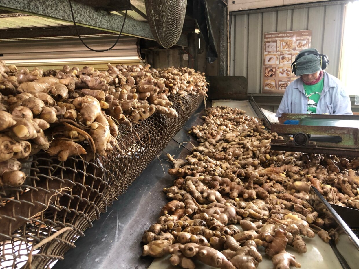 Ginger prices skyrocket to record highs amid worldwide shortage ABC News