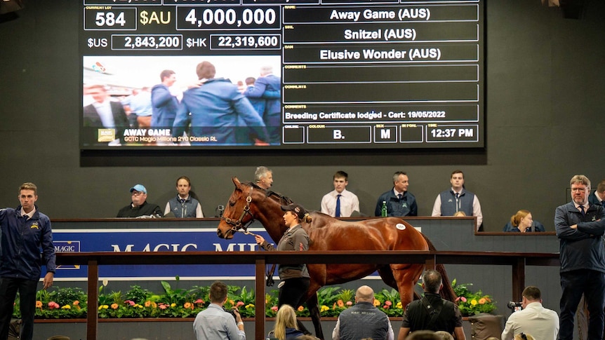 Horse in front of screens