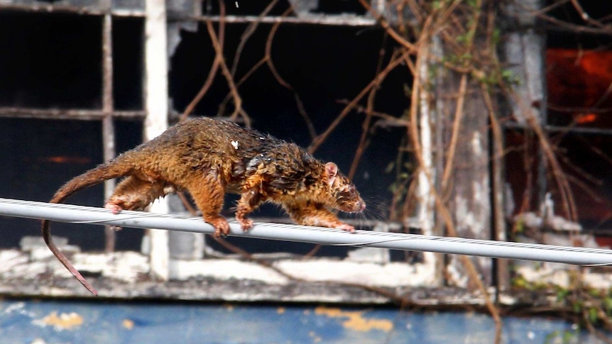 A possum scurries across a powerline after escaping the fire that destroyed the Belvedere building.