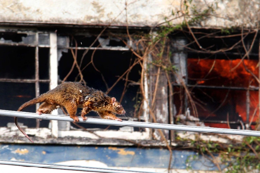 A possum scurries across a powerline after escaping the fire that destroyed the Belvedere building.