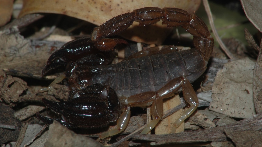 A scorpion crawls through some leaves.