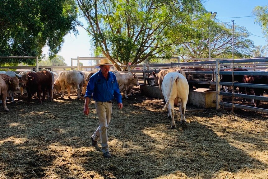 Man in blue shirt walking through cattleyard, cattle in the background.
