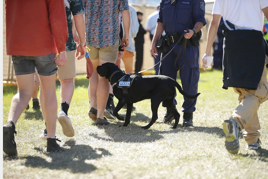 Drug dogs at Splendour in the Grass 2017