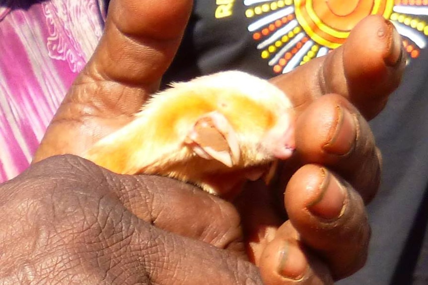 Close-up of hands holding a tiny marsupial mole.
