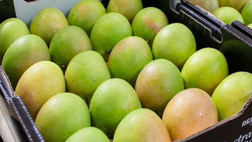 Early season Kensington Pride mangoes