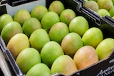 a box of about 20 mangoes