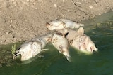 Dead fish lie in water at a riverbank