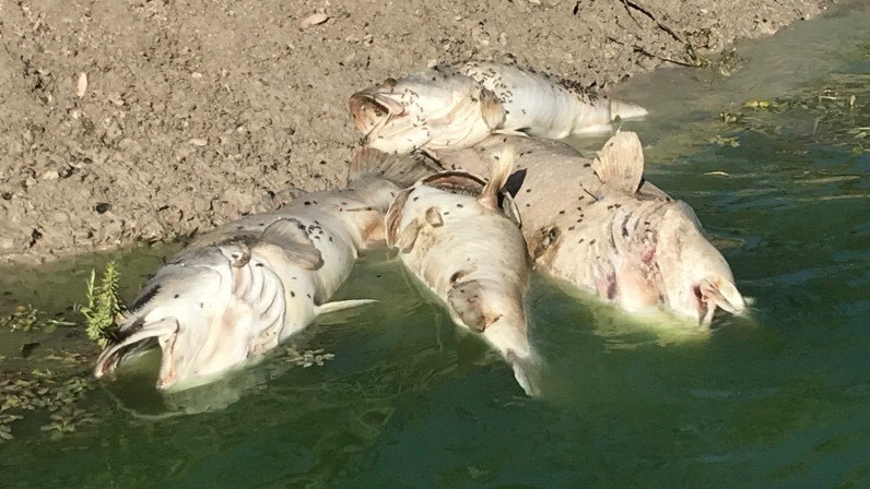 Dead fish lie in water at a riverbank