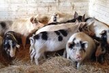 Vicki Jackson breeds varieties of woolly pigs.
