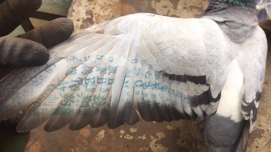 A pigeon's outstretched left wing reveals tattooed green and blue text in Chinese characters