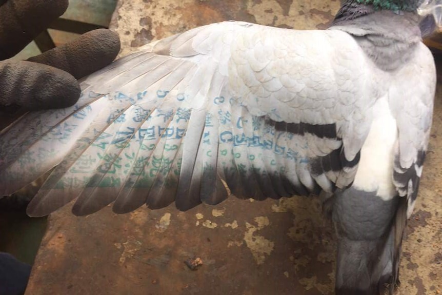 A pigeon's outstretched left wing reveals tattooed green and blue text in Chinese characters