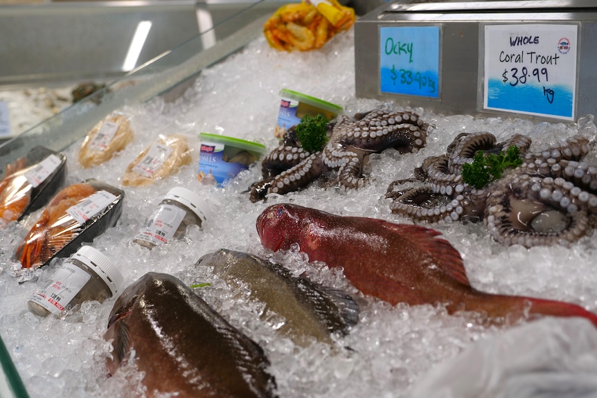 fish and octopus on ice in a fish and chip shop.