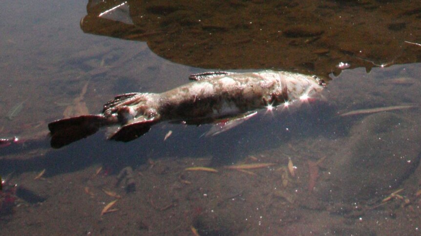 The fish were found floating dead along the creek bank at Lowood, west of Brisbane.