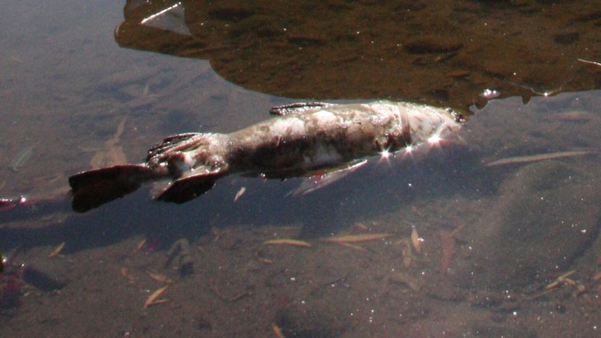 NSW EPA testing confirms blackwater is responsible for fish kill