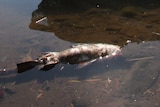 The fish were found floating dead along the creek bank at Lowood, west of Brisbane.