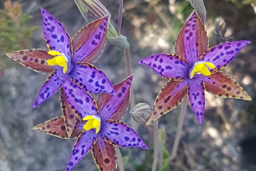 Close up of three blooming orchids with pink, purple and yellow flowers