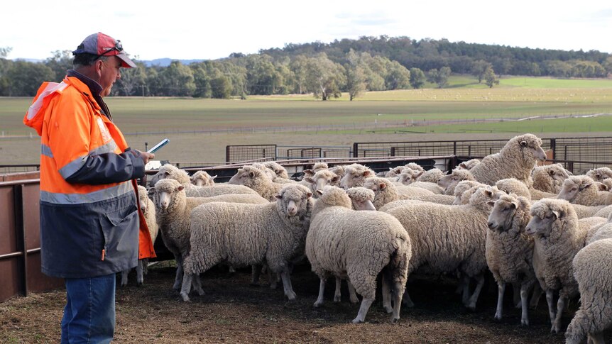 Sheep farmer Craig Millynn uses stock counting app in pen.