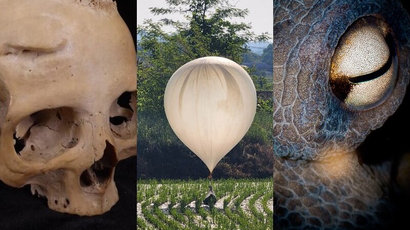 A composite image of a skull, air balloon, and a close-up of an octopus eye.