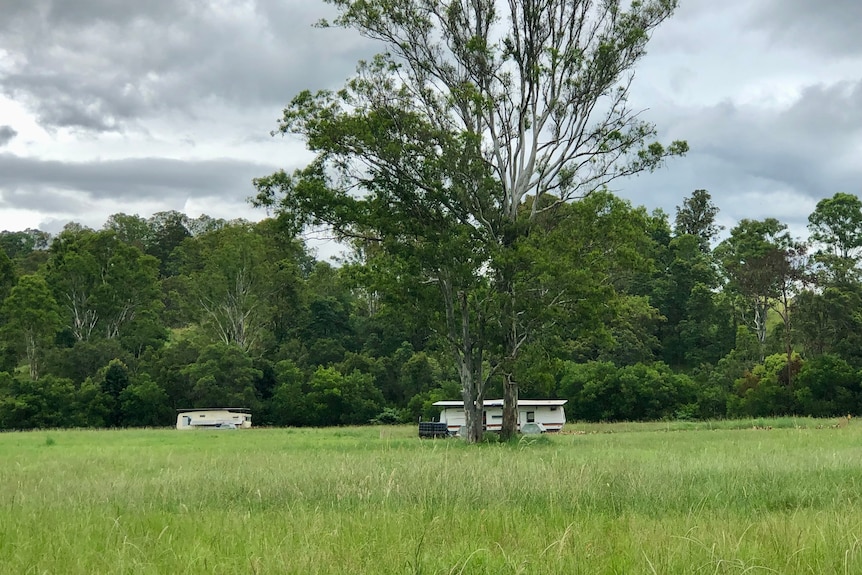 A big green field with two chicken caravans in the distance near trees.