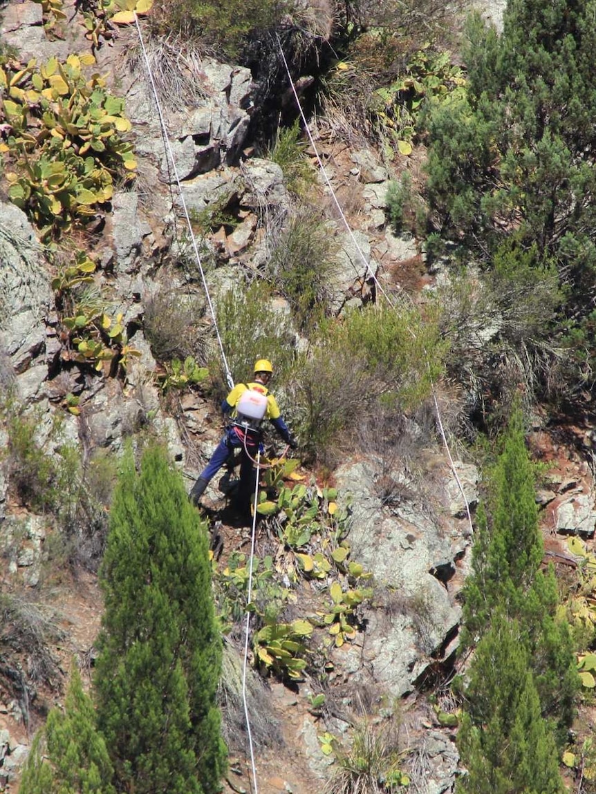 A contractor abseils down Molonglo Gorge to spray highly invasive weeds.