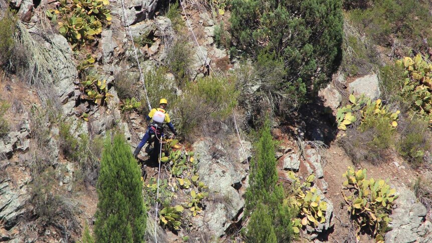 A contractor abseils down Molonglo Gorge to spray highly invasive weeds.