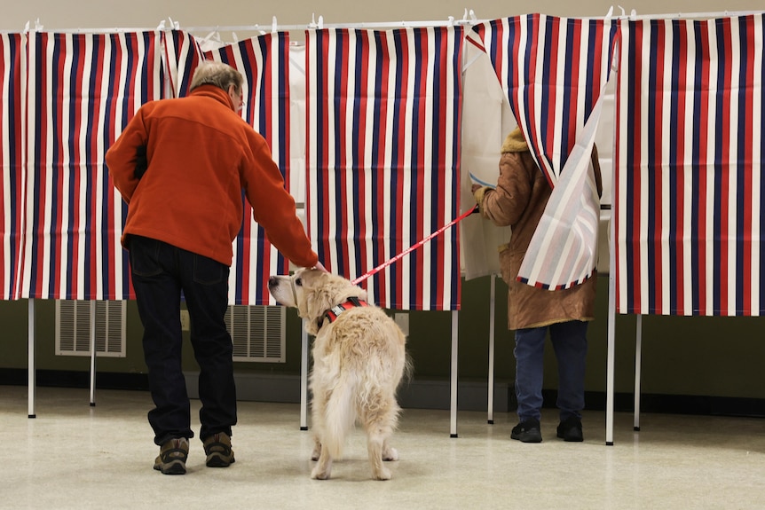 A fluffy dog stands outside a ballot box 