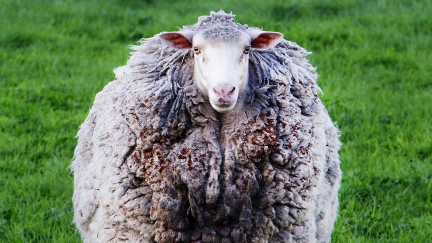 A merino sheep with a large, dirty fleece