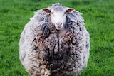 A merino sheep with a large, dirty fleece