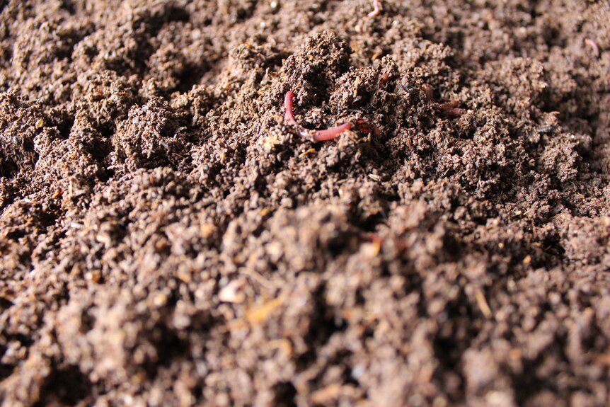 A worm in a bed of rabbit poo