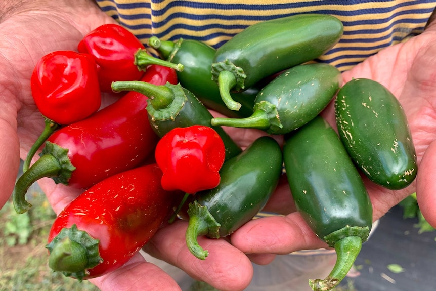 Two hands cupped together are holding a bunch of red and green chillies