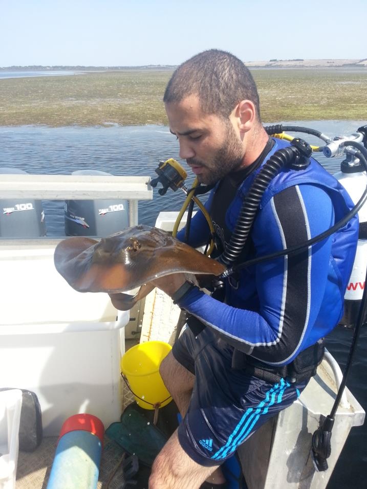 Shark scientist Dr Leonardo Guida holds a stingray